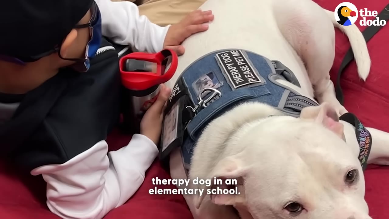 A white dog wearing a blue denim vest that reads 'THERAPY DOG PLEASE PET ME' lies down as a child in a white and black sleeve gently pets its back.