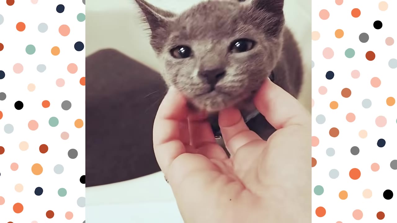 A close-up of a small grey kitten being gently petted under the chin by a human hand, with a white bathtub visible in the background.