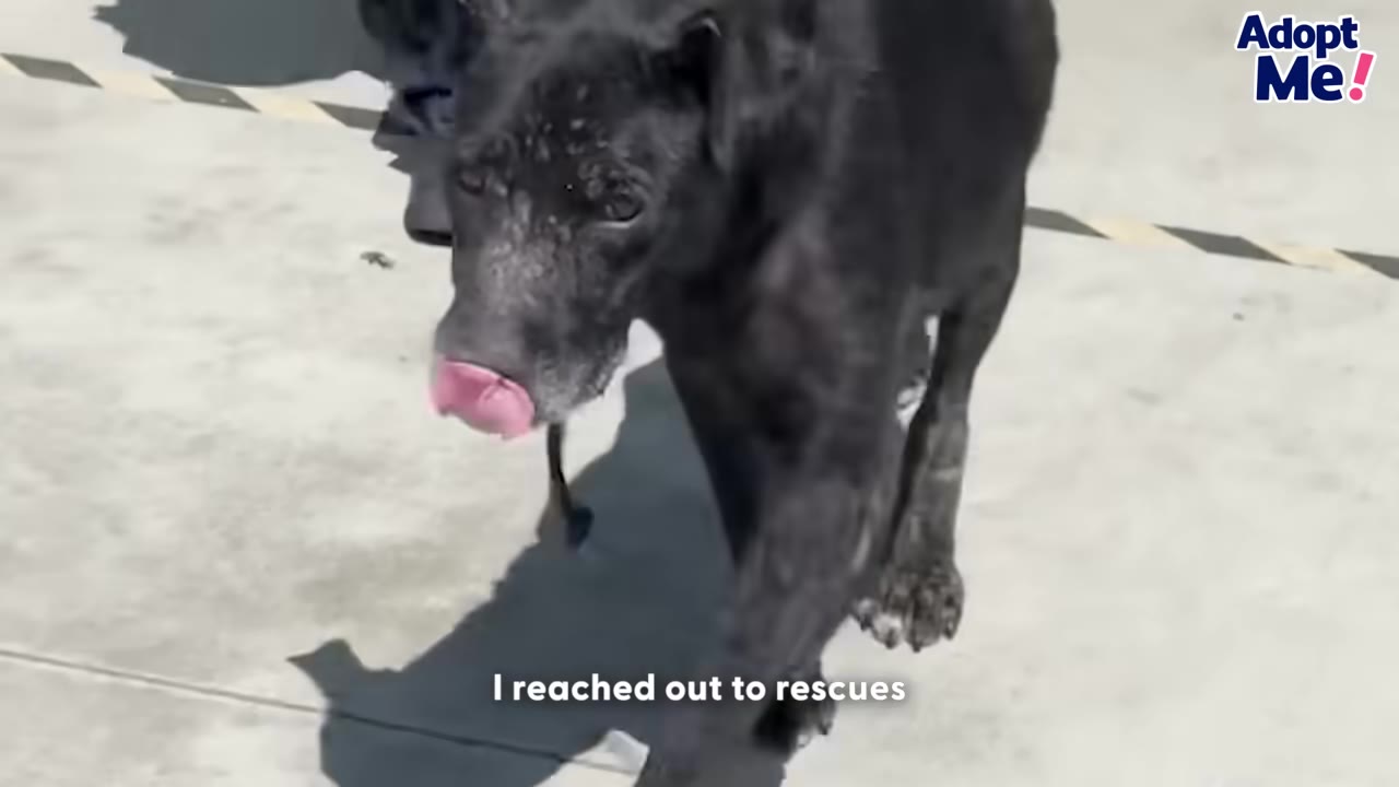 A black dog with some skin issues walks forward on a concrete surface, licking its nose, with the subtitle 'I reached out to rescues' at the bottom.