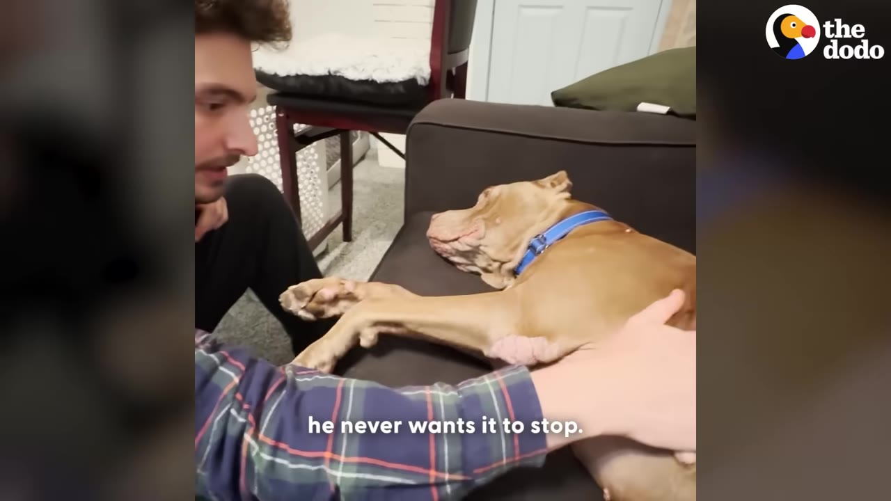 A tan dog with a blue collar lies on a dark couch, extending its paw gently toward a man in a plaid shirt who is petting him.