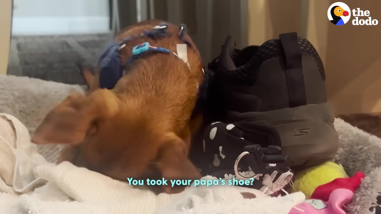 A small brown dog wearing a blue harness snuggles next to a large black sneaker in its dog bed.