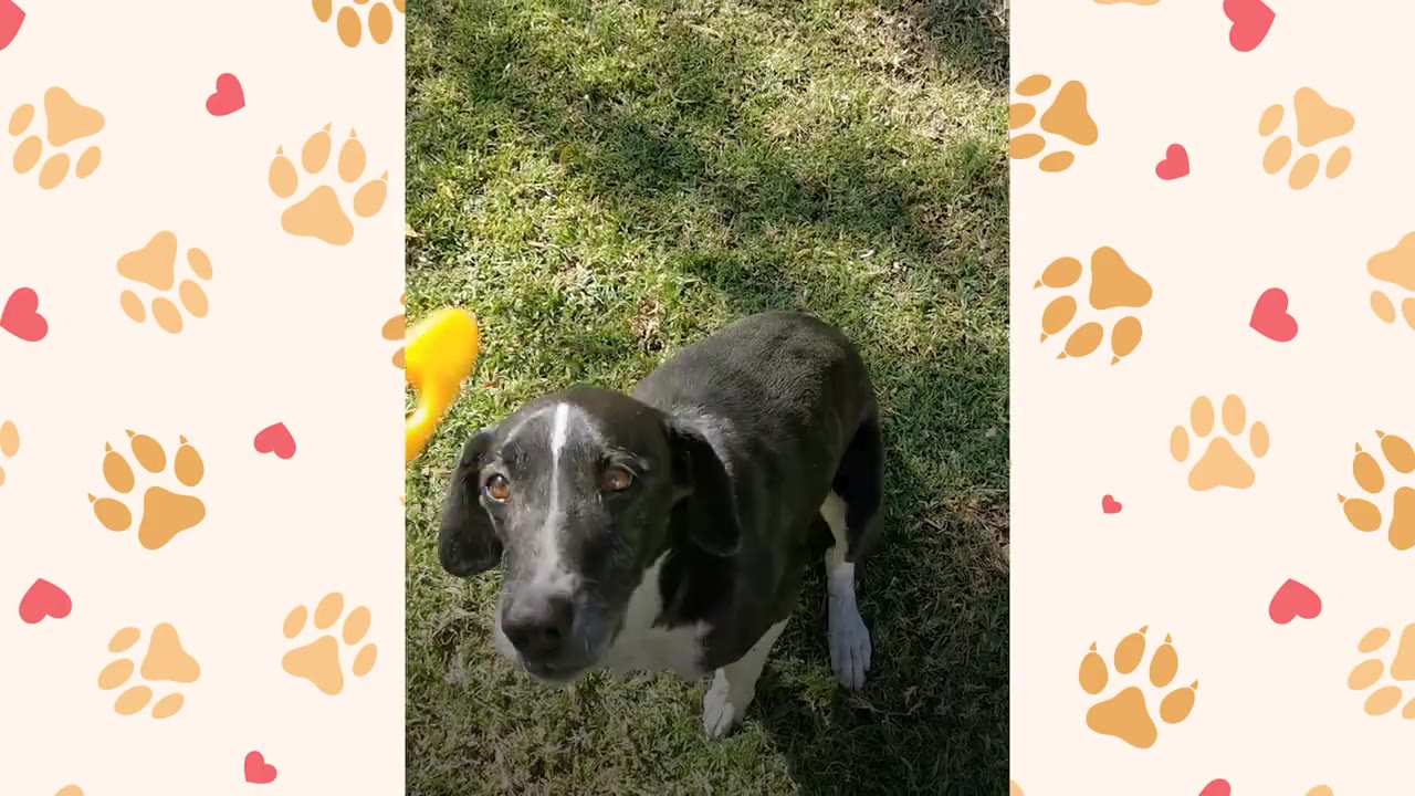 A black and white dog sitting on the grass, looking up expectantly at a yellow object being held out to him.