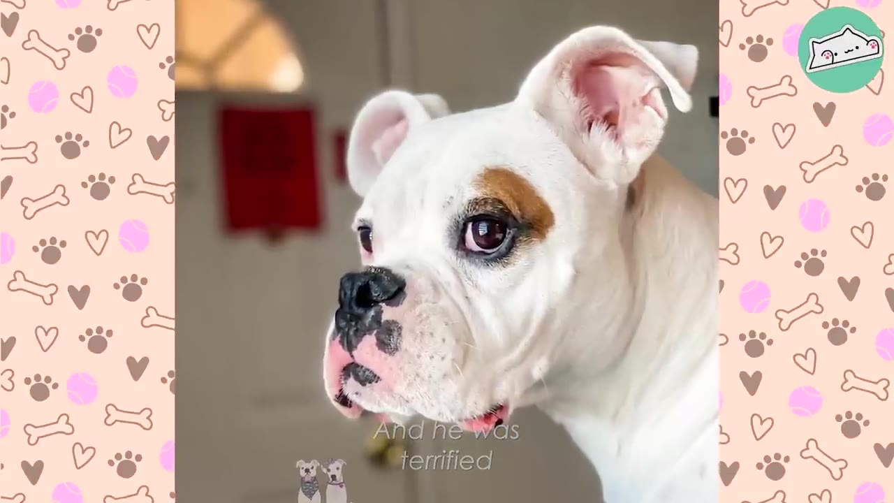 A close-up of a white boxer dog with a brown patch over his left eye, looking off-camera with wide, anxious eyes.