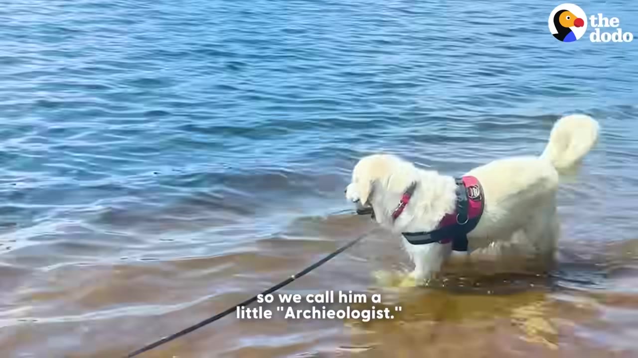 A golden retriever wearing a red harness stands in shallow, clear water near the shore, looking down into the water.