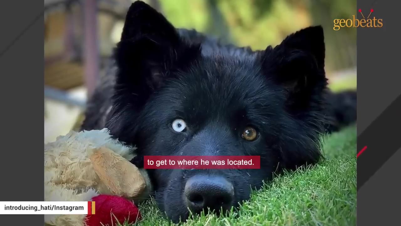 A close-up shot of a fluffy black dog with one blue eye and one brown eye lying on green grass next to a plush toy.
