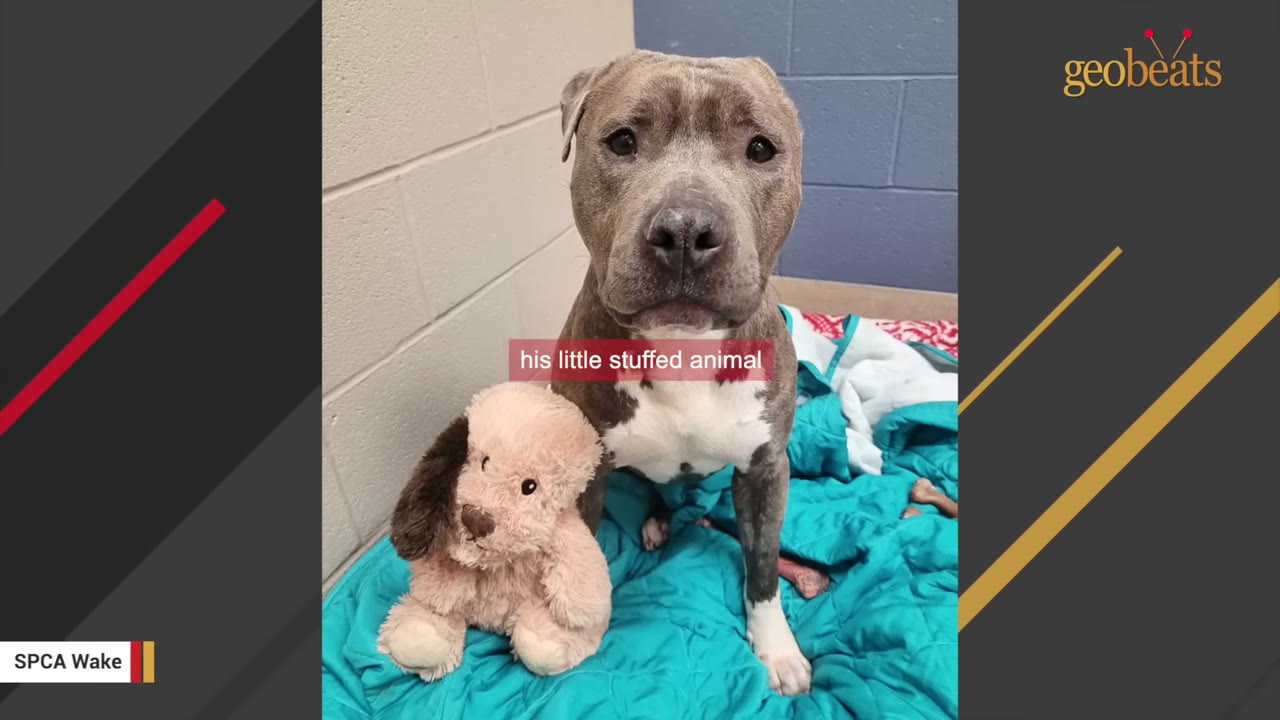A gray and white dog missing its left ear sits on a teal blanket next to a pink stuffed dog toy that is also missing its left ear.