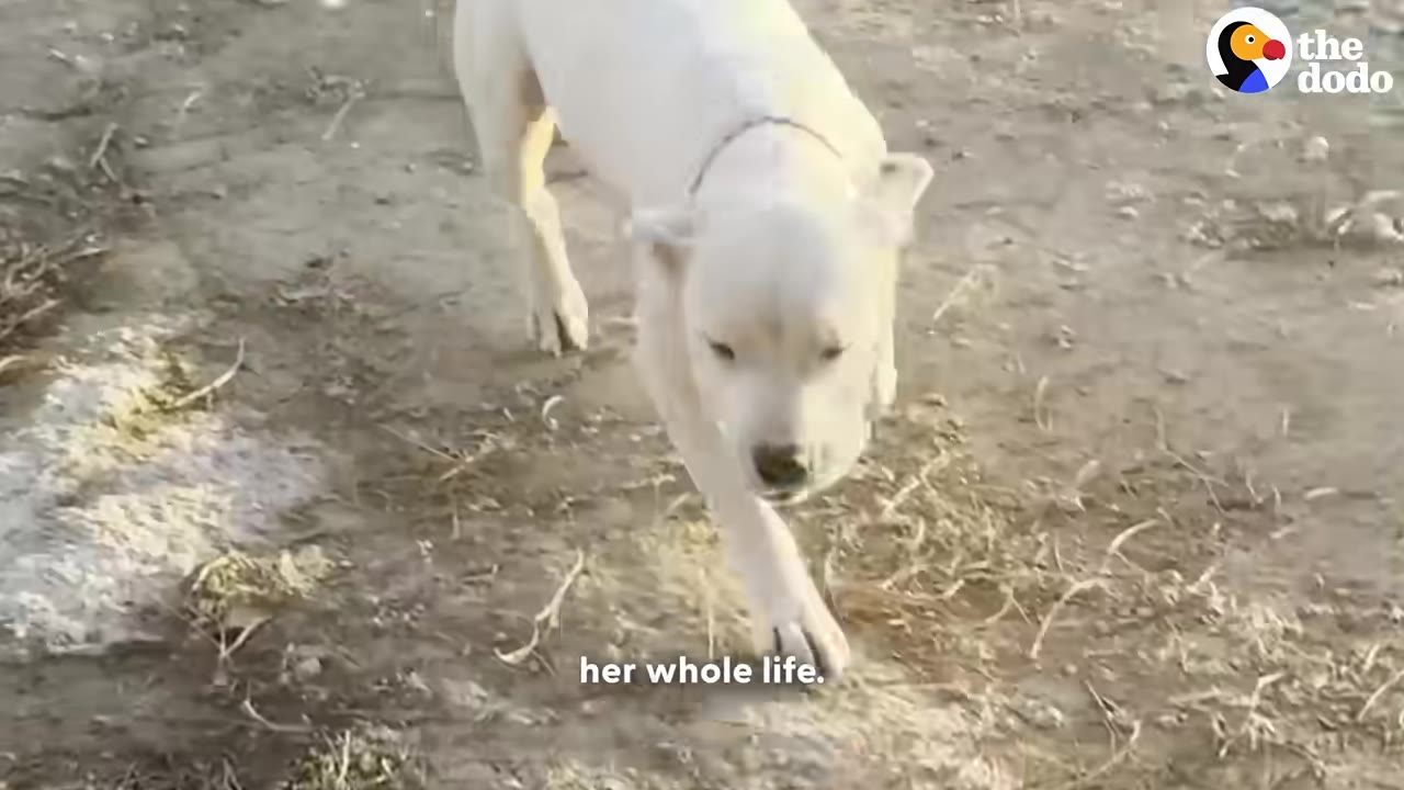 A white dog cautiously walks forward on a dirt path, looking directly toward the camera.