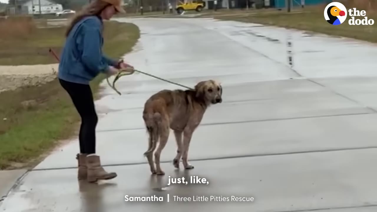 A rescuer in a blue jacket and brown hat holds a leash attached to a thin, brown dog standing on a wet paved road.