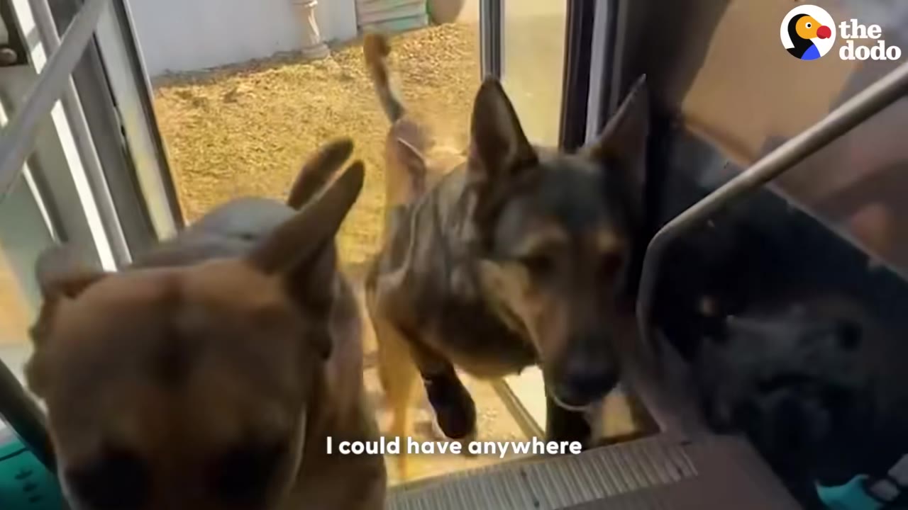 Two dogs eagerly walk up the steps to board a vehicle during their morning pickup.