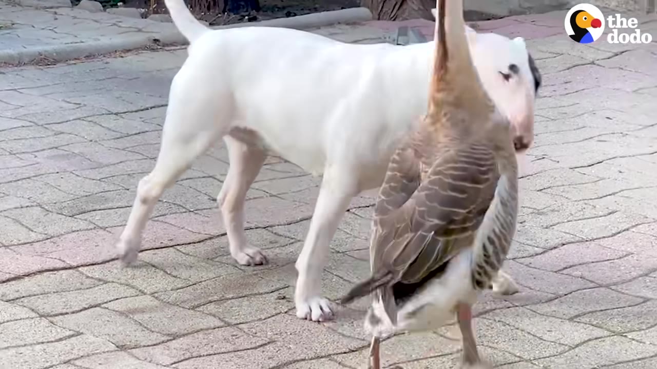 A white bull terrier and a brown goose stand close together on a paved patio.