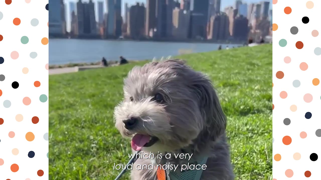 A small grey dog sits on a grassy hill with a city skyline and river in the background, with the caption 'which is a very loud and noisy place' visible on the screen.