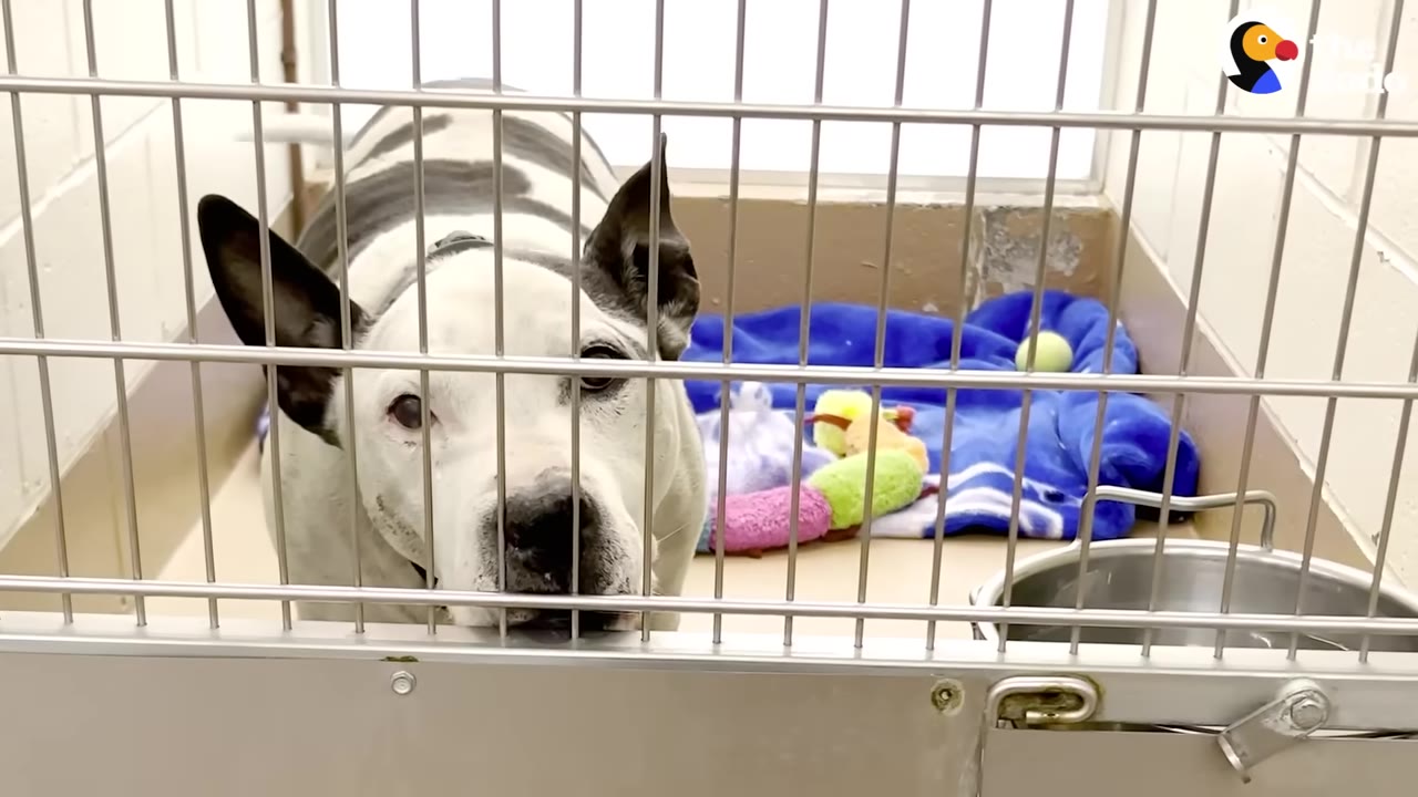 A black and white dog looks out from behind the metal bars of a shelter kennel.