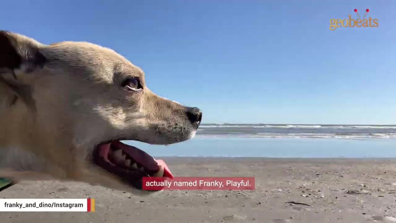 A close-up profile of a light brown dog with its mouth open on a sandy beach, with the ocean and blue sky in the background.