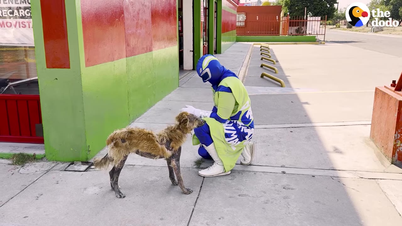 A person in a blue and green superhero costume kneels on a sidewalk, gently reaching out a hand toward a thin, mangy dog who stands hesitantly nearby.