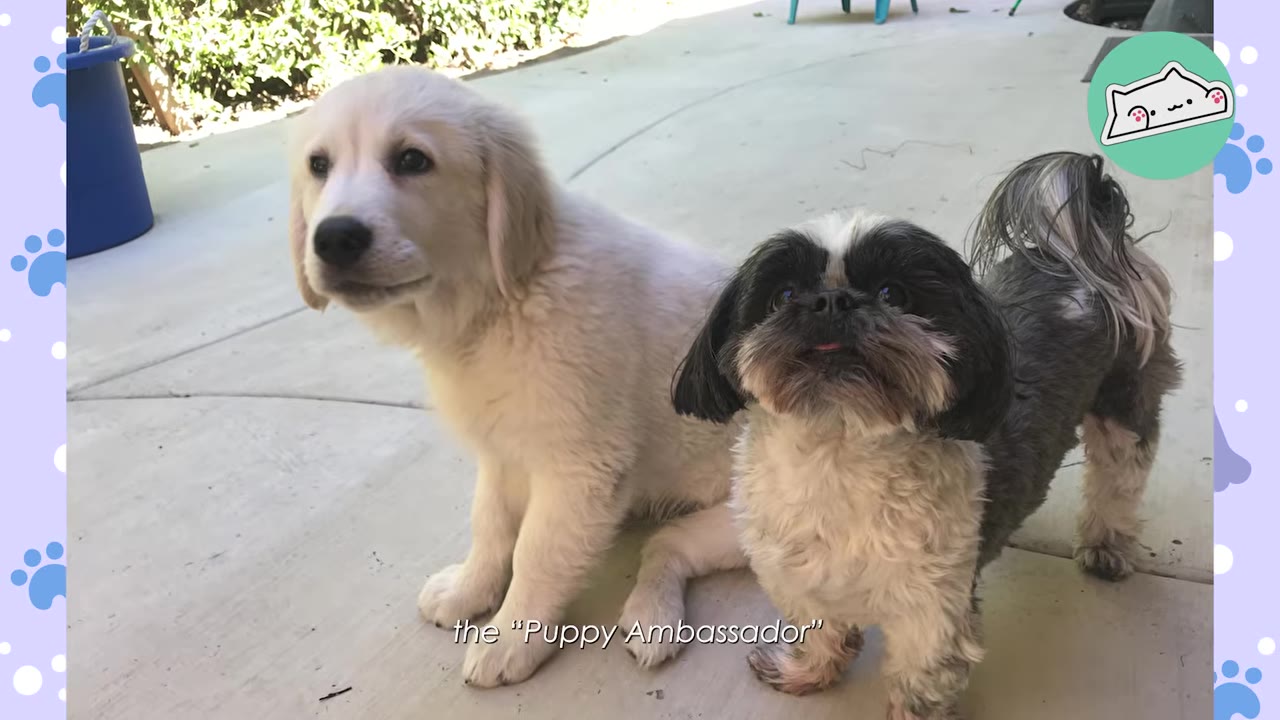 A golden retriever puppy sits next to a small black and white Shih Tzu dog on a concrete patio.