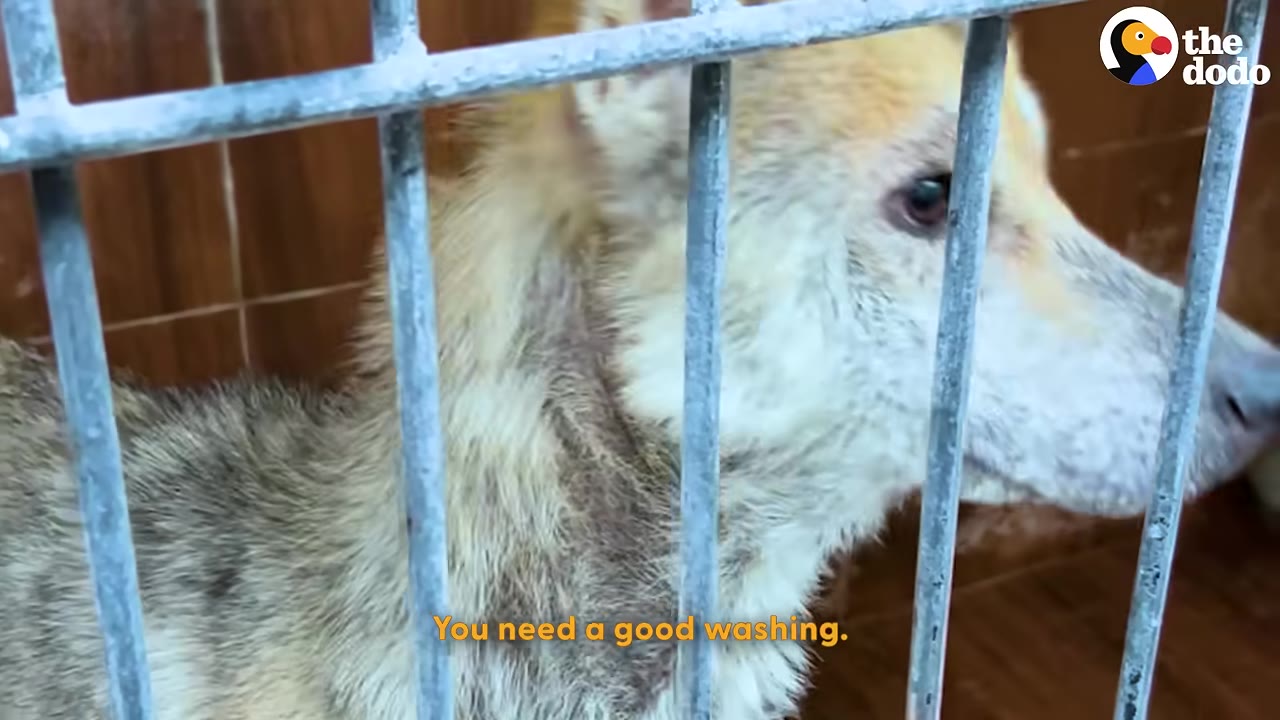 A light-colored dog with dirty fur stands behind metal cage bars, looking to the side.