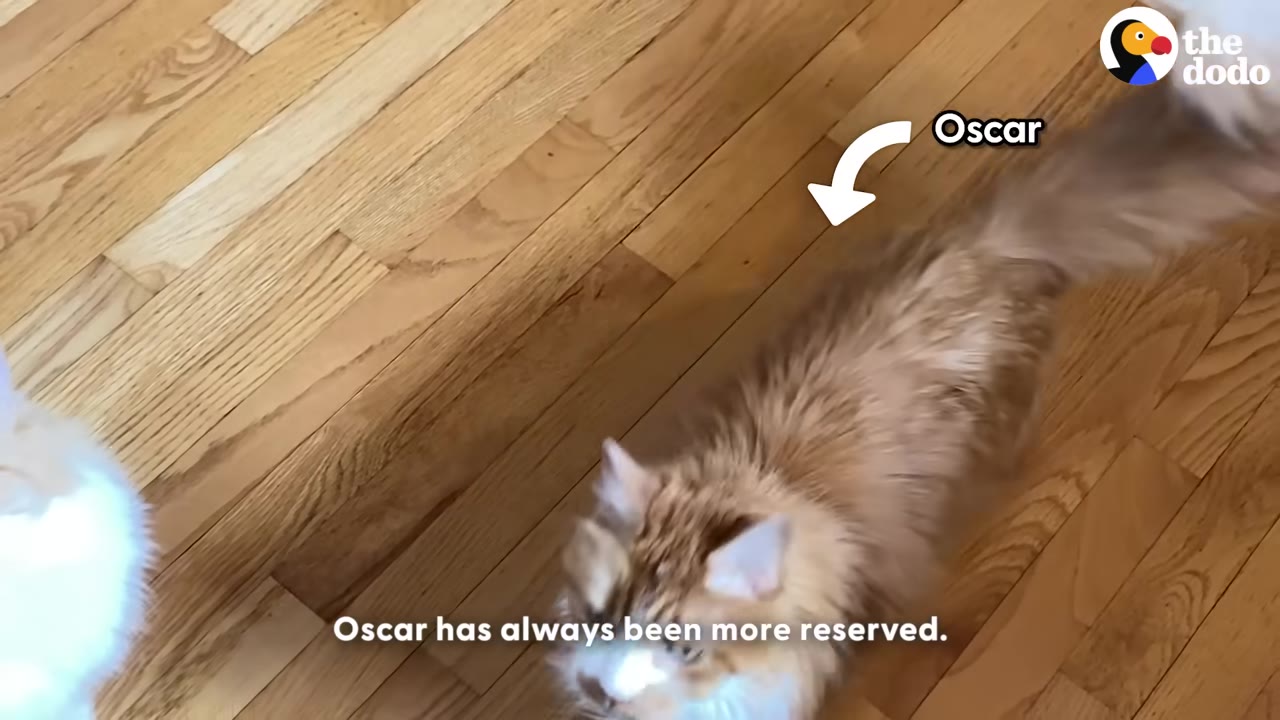 An overhead shot of a fluffy orange and white cat named Oscar walking on a wooden floor, with a white arrow pointing to him.