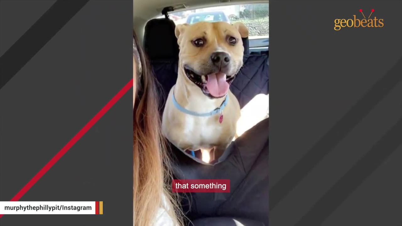 A tan dog with a blue collar sits happily in the back seat of a car, looking forward with its tongue out.