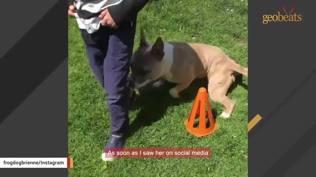 A tan and white dog walks on a grassy lawn next to a person's legs, navigating around a small orange cone.