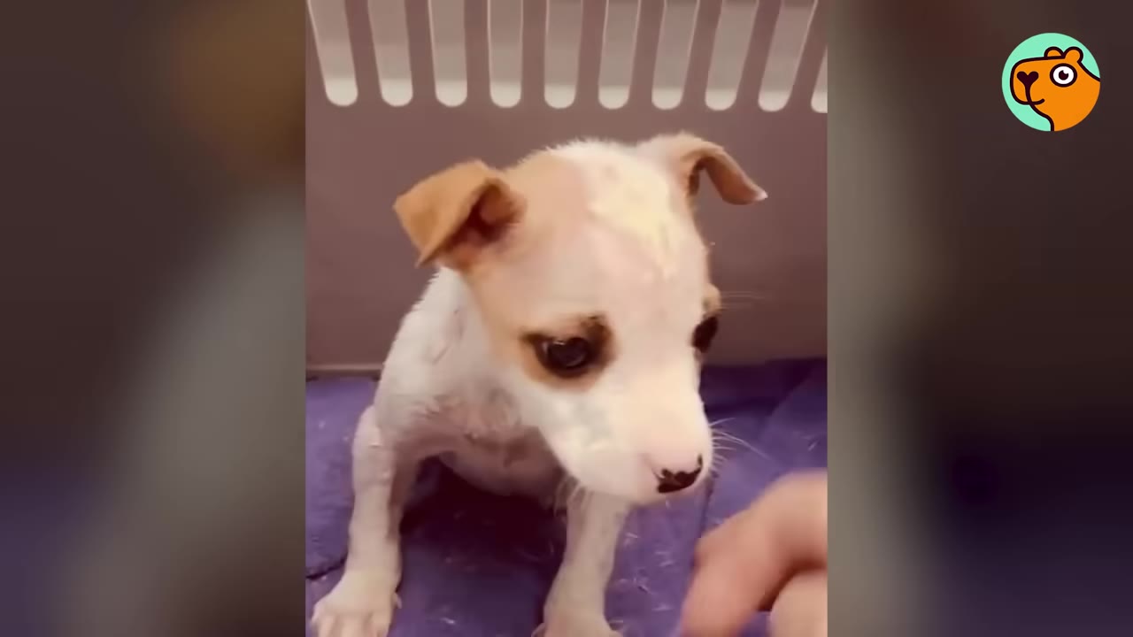 A tiny, frail white and tan puppy sits on a purple blanket, looking down with wide, dark eyes.