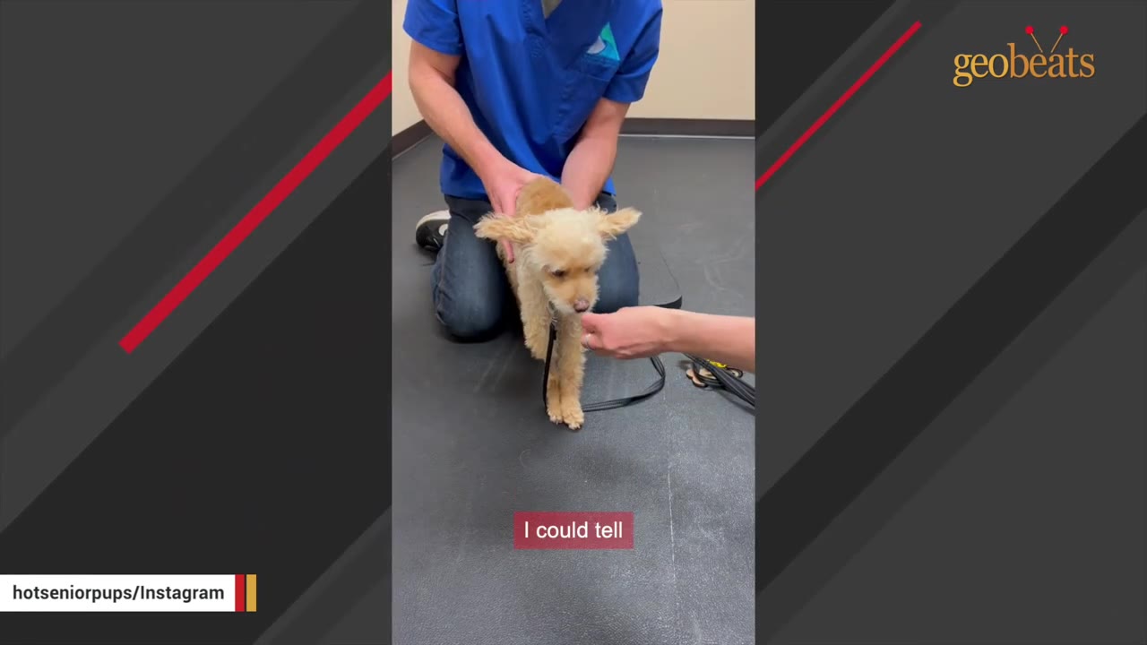 A small, light-brown dog stands on a grey floor while being gently held by a person wearing blue medical scrubs.