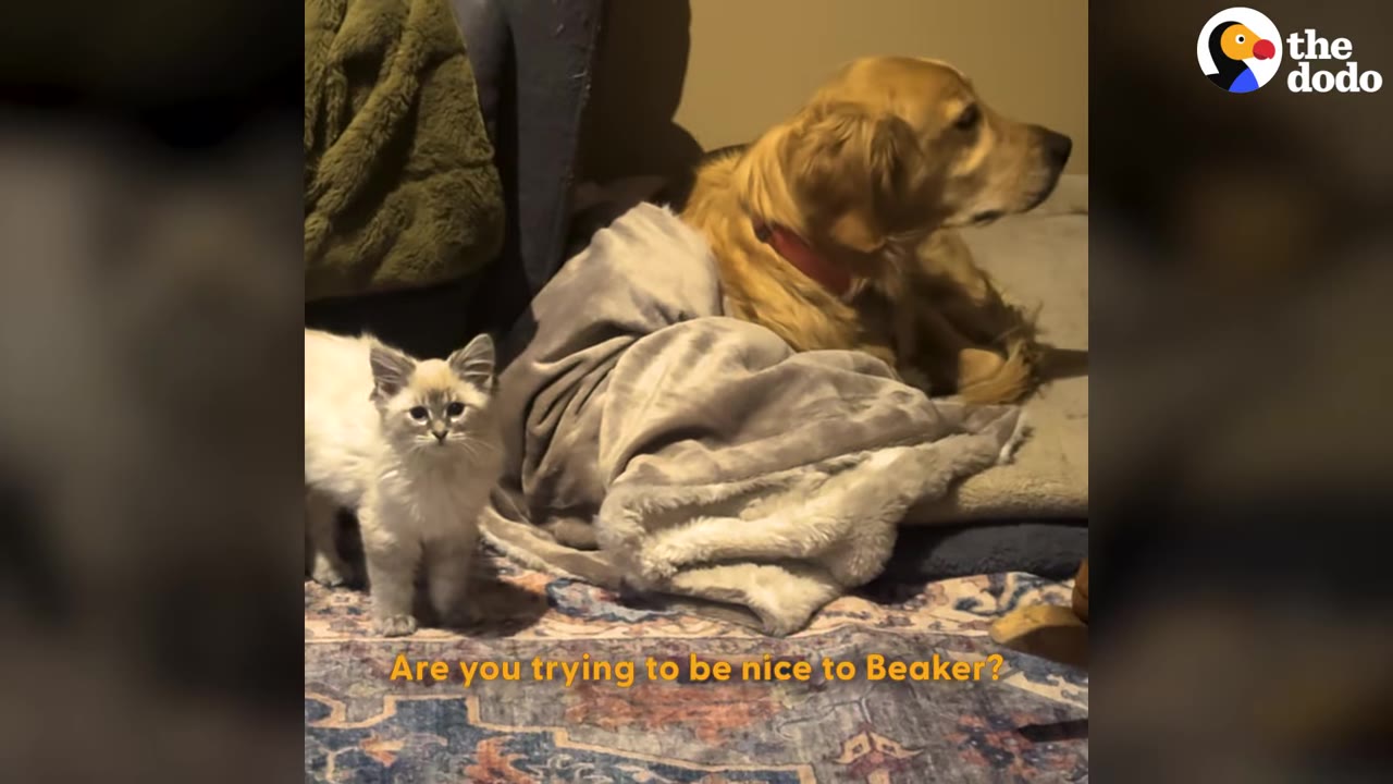 A fluffy light-colored kitten stands on a patterned rug next to a golden retriever who is lying down under a blanket and looking away.