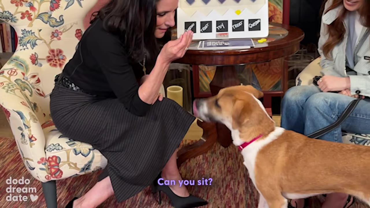 A woman in a black top and grey skirt sits in a floral armchair, holding her hand up with a treat as she asks a brown and white dog, 'Can you sit?'
