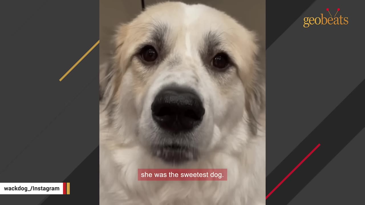 A close-up of a fluffy white and tan dog looking directly at the camera with soft, dark eyes.