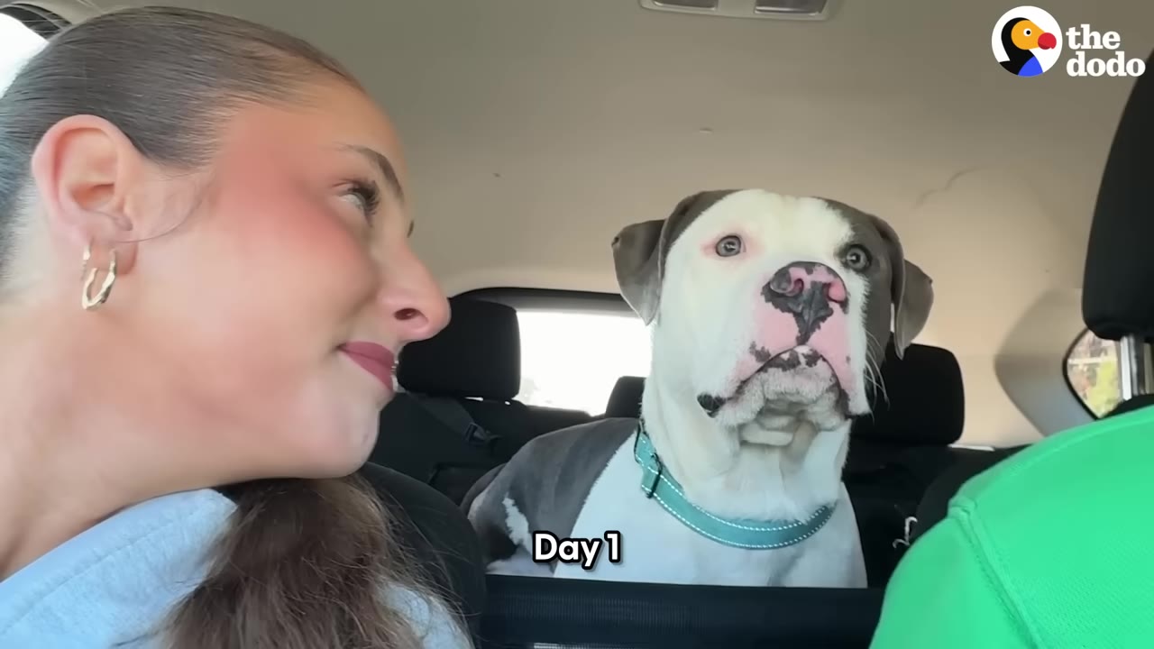 A woman looks back at a white and grey dog sitting in the backseat of a car next to a person wearing a green shirt.