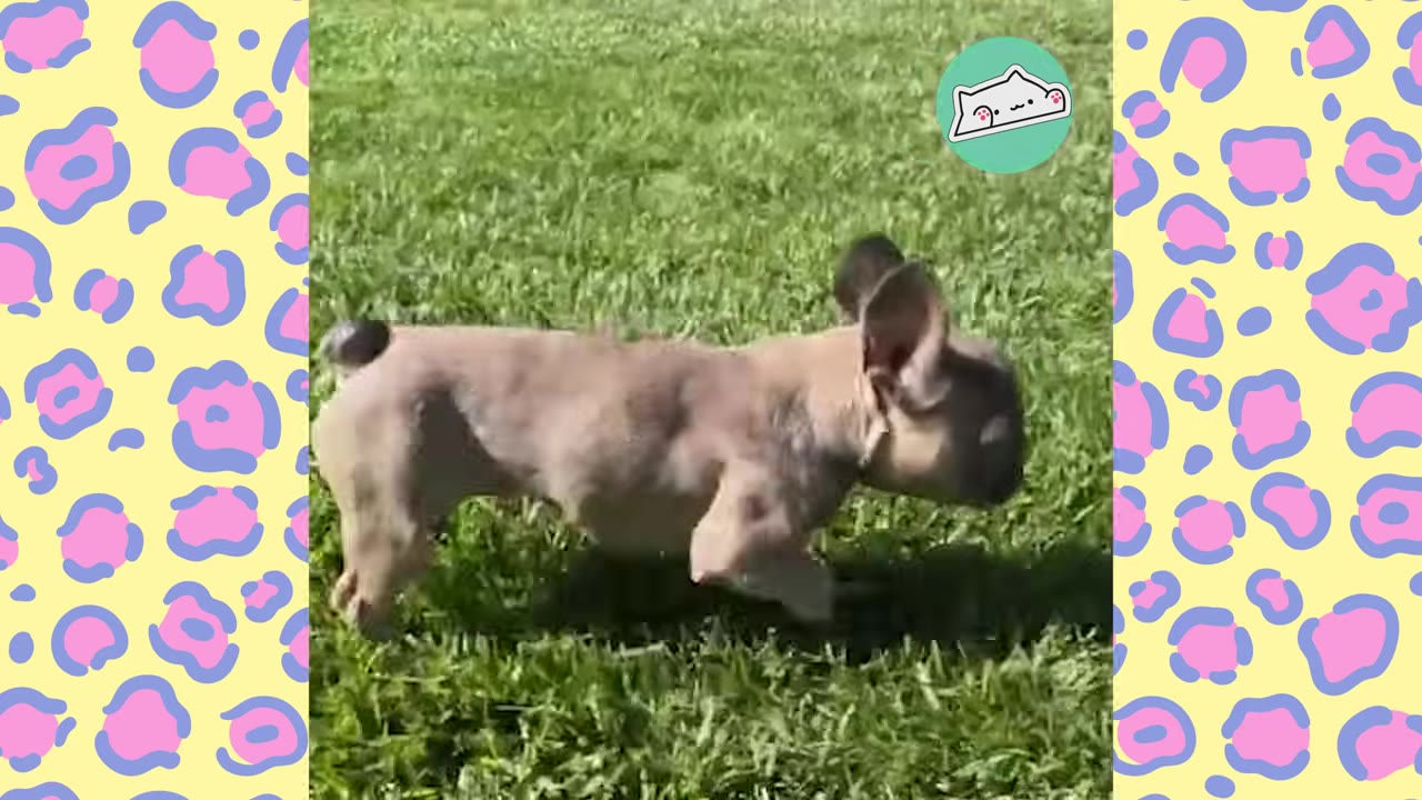 A light brown French bulldog with a short spine running across a green grassy field.