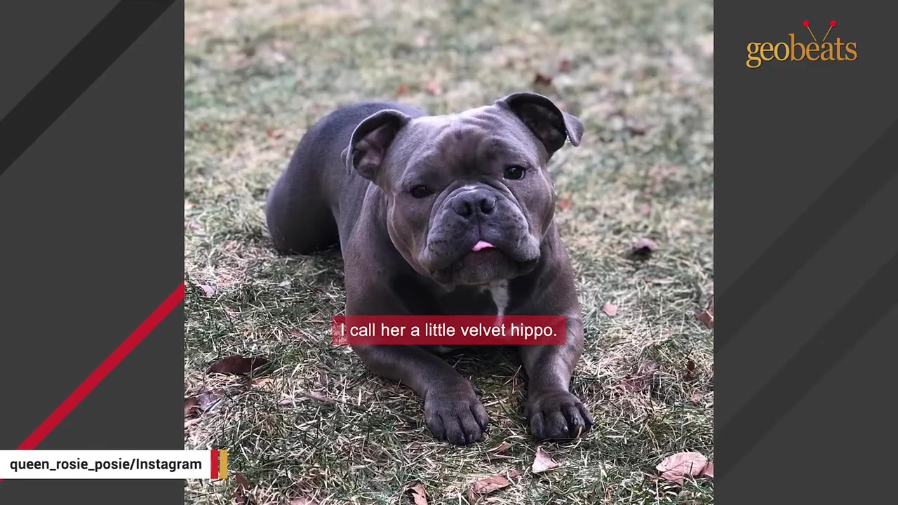 A close-up shot of a stout, grey bulldog-like dog lying on the grass, looking directly at the camera with its tongue slightly sticking out.