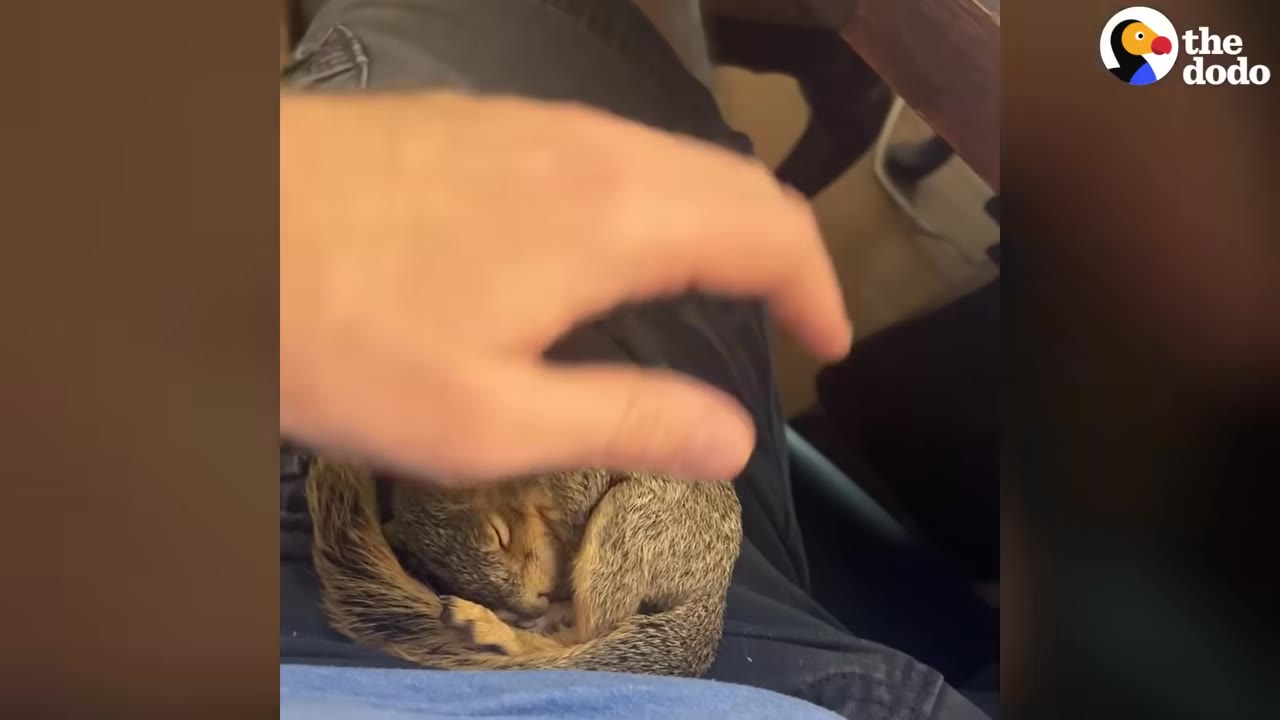 A small squirrel curled up asleep on a person's lap while a hand gently hovers over it.