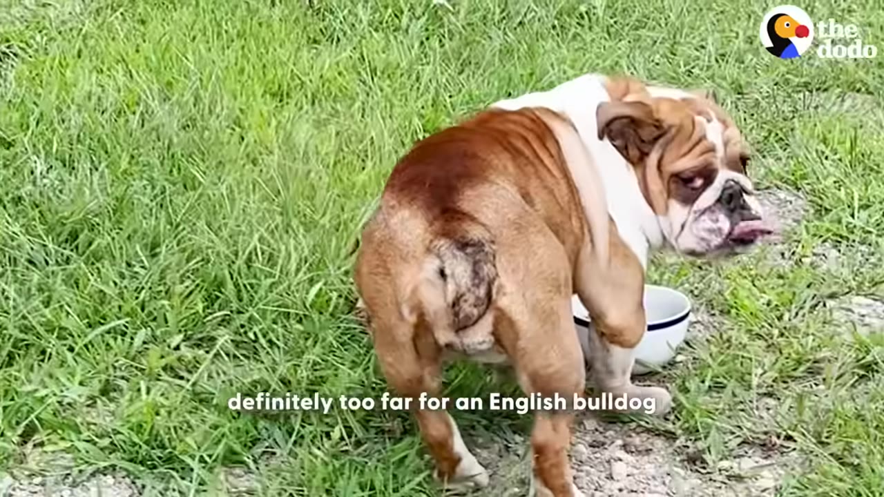 An English bulldog stands in a grassy field next to a white bowl, looking back over its shoulder.