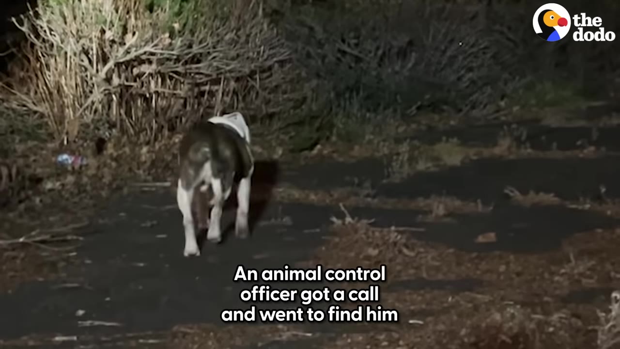 A brown and white dog walks away from the camera on a dark path at night near some bushes.