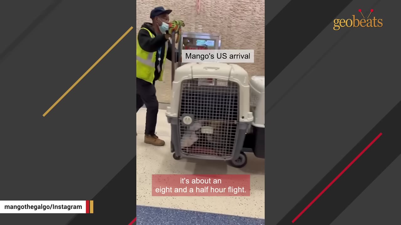 An airport worker in a high-visibility vest pushes a large pet travel crate on a cart, with text overlay reading 'Mango's US arrival' and 'it's about an eight and a half hour flight.'