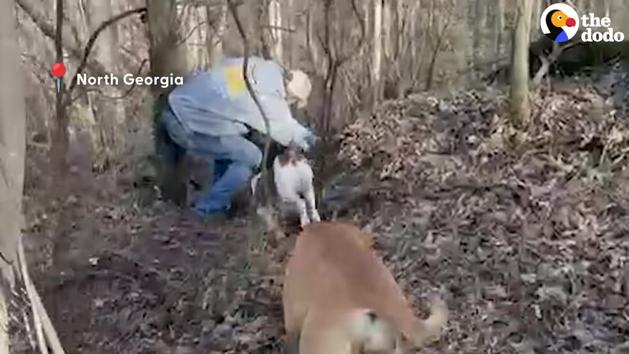 A man in a grey sweatshirt and blue jeans climbs up a steep, wooded hillside covered in dry leaves, following a brown and white dog, while another brown dog walks in the foreground.