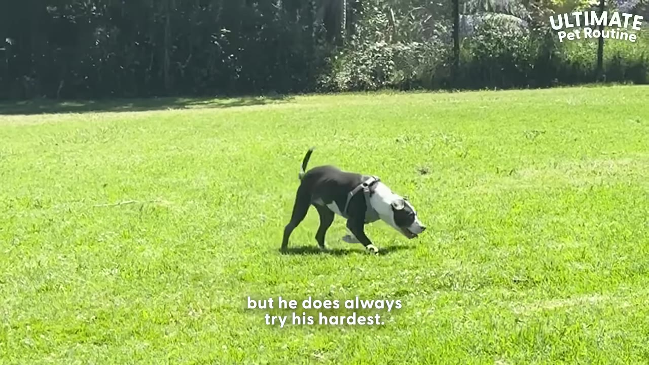 A black and white dog wearing a harness sniffs the green grass in an open field.