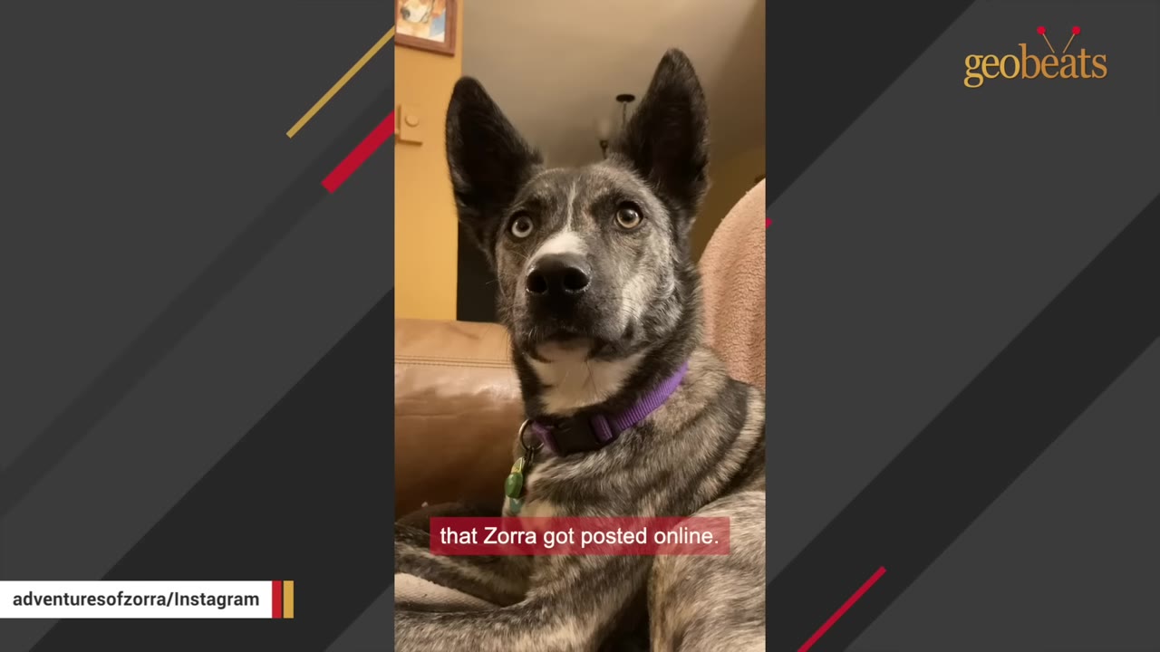 A brindle-colored dog with large, pointed ears and a purple collar looks upward with wide, expressive eyes while sitting on a couch.