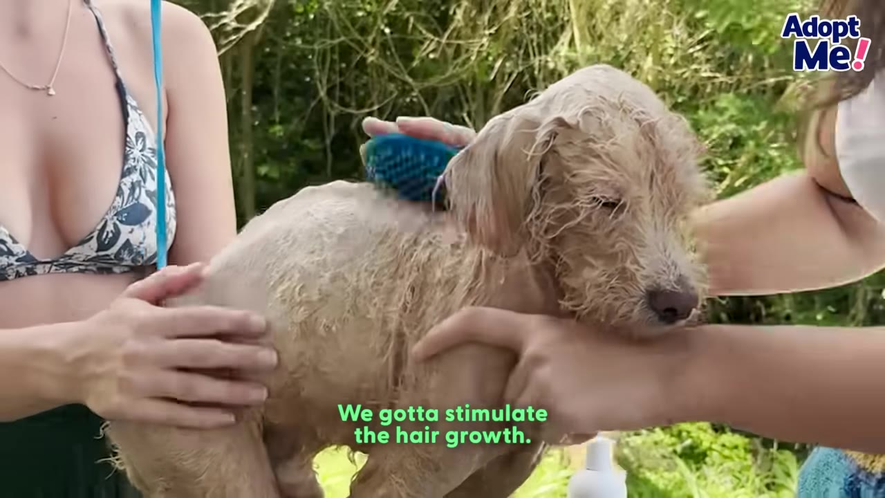 A wet, light brown dog is being held and brushed with a blue brush by two people outdoors.