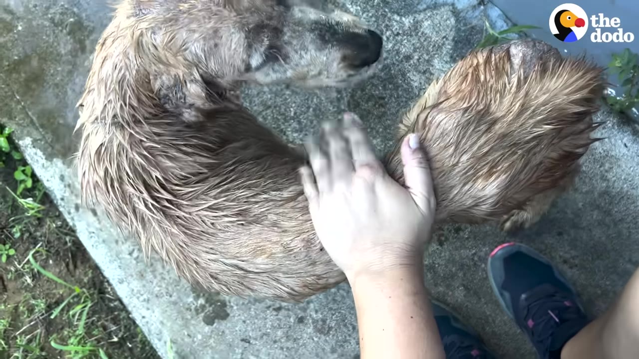 An overhead shot of a very thin, wet golden dog being gently petted on its back by a person's hand.