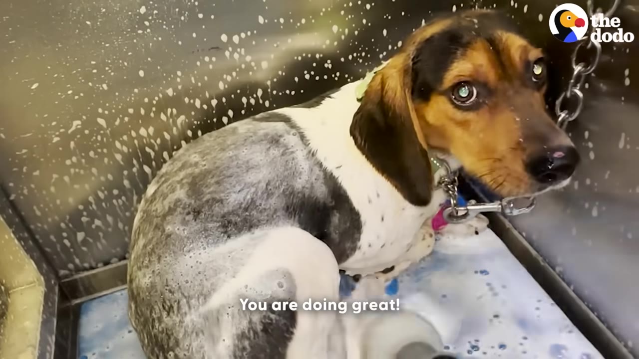 A tricolor hound dog covered in soapy suds sits in a metal washing tub, looking towards the camera.