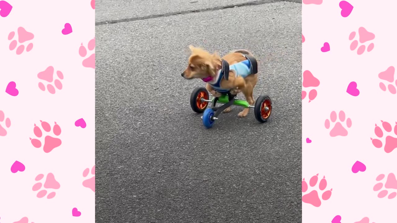 A small, light brown dog wearing a blue vest harness is strapped into a custom three-wheeled mobility cart on an asphalt surface.