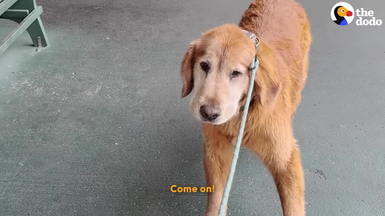 A senior golden retriever on a leash stands on a grey pavement, looking up with a tired expression.