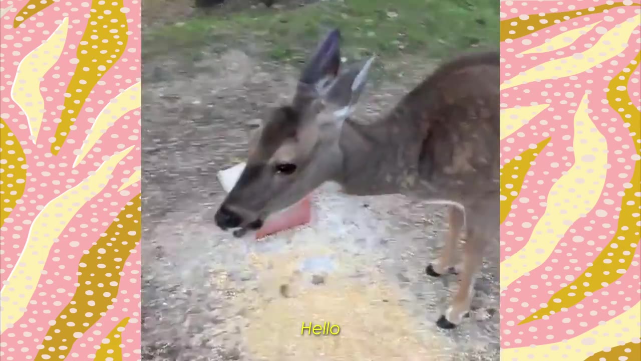 A young deer stands outside on a gravelly ground, looking down near some feed.