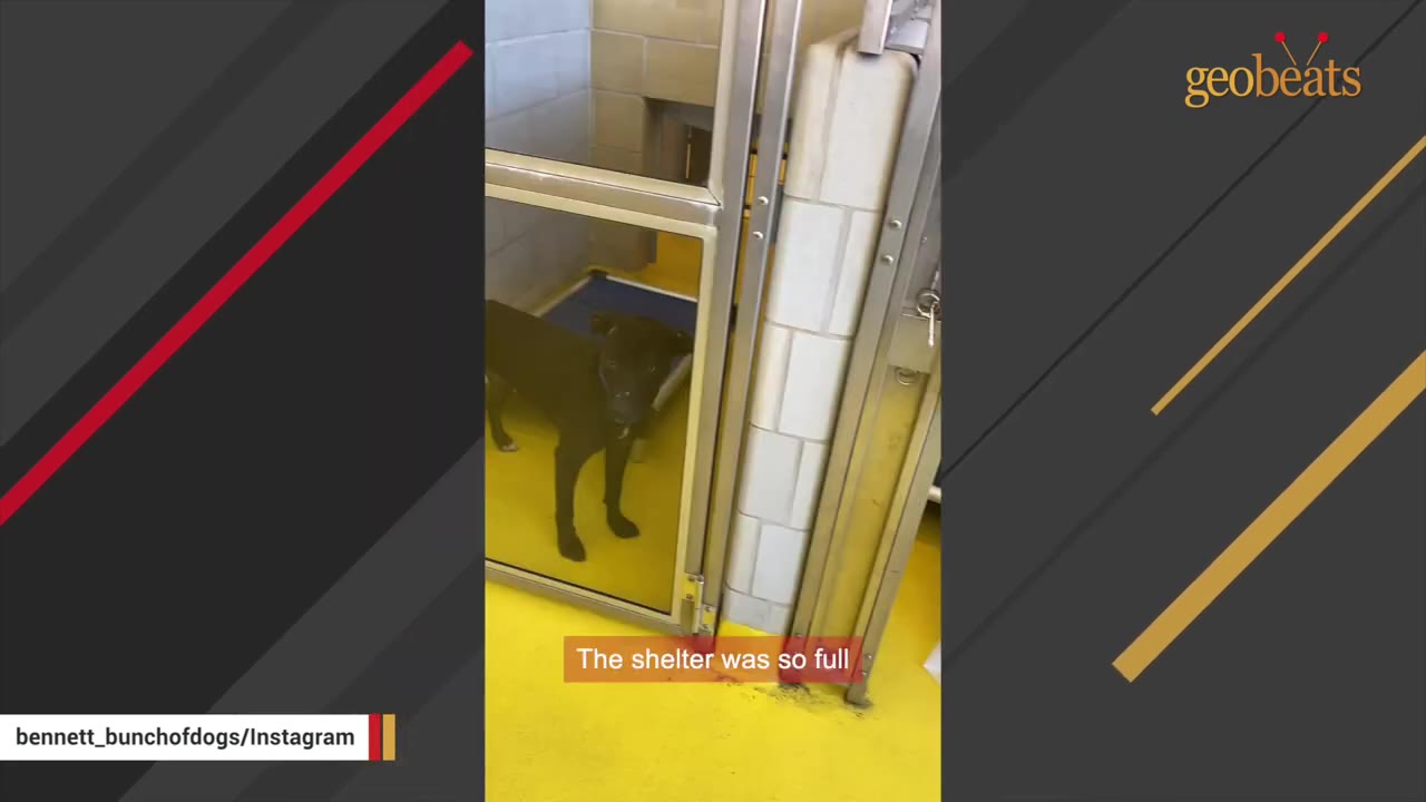 A black dog stands inside a shelter kennel with yellow flooring, seen through a glass door.