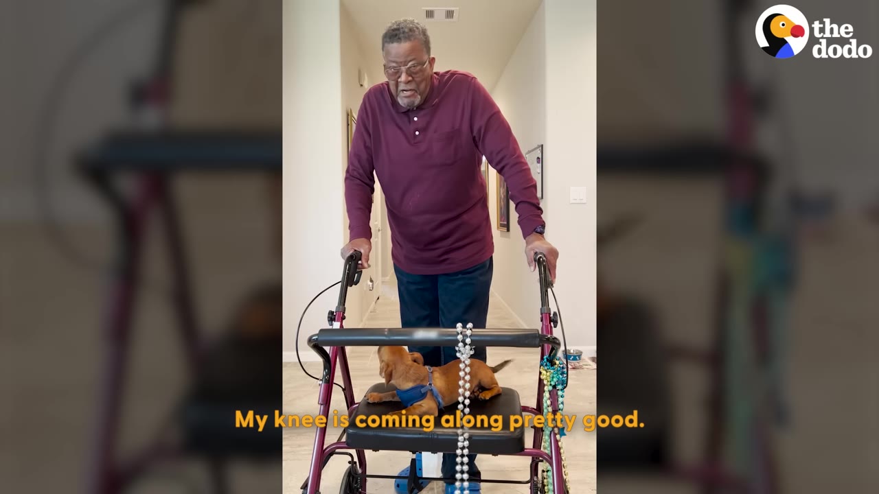 An elderly man using a purple rolling walker stands in a hallway, looking down at a small brown puppy sitting on the walker's seat.