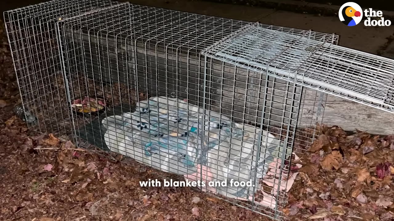 A wire animal trap set on dry leaves at night, lined with a soft patterned blanket and containing a bowl of food.