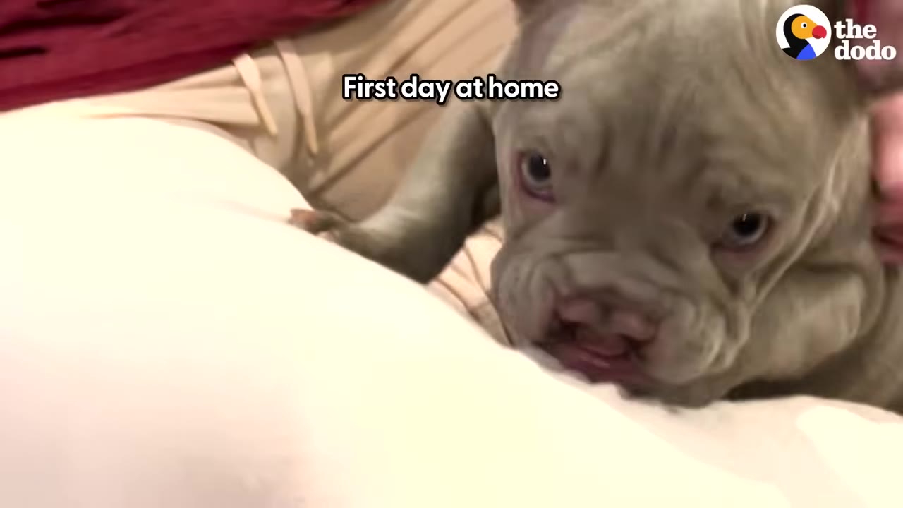 A close-up of a light gray puppy with a cleft palate sitting on a person's lap.
