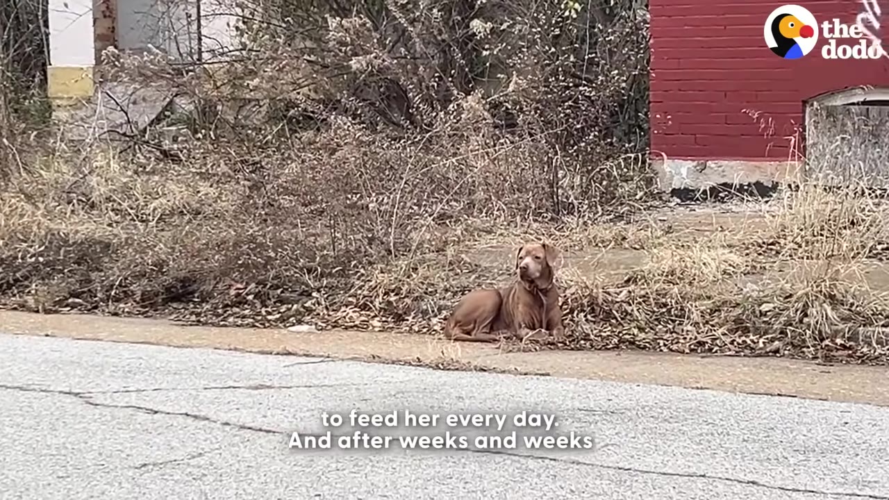 A brown dog sitting on a sidewalk next to dry brush and a red brick building, with text overlay reading 'to feed her every day. And after weeks and weeks'.