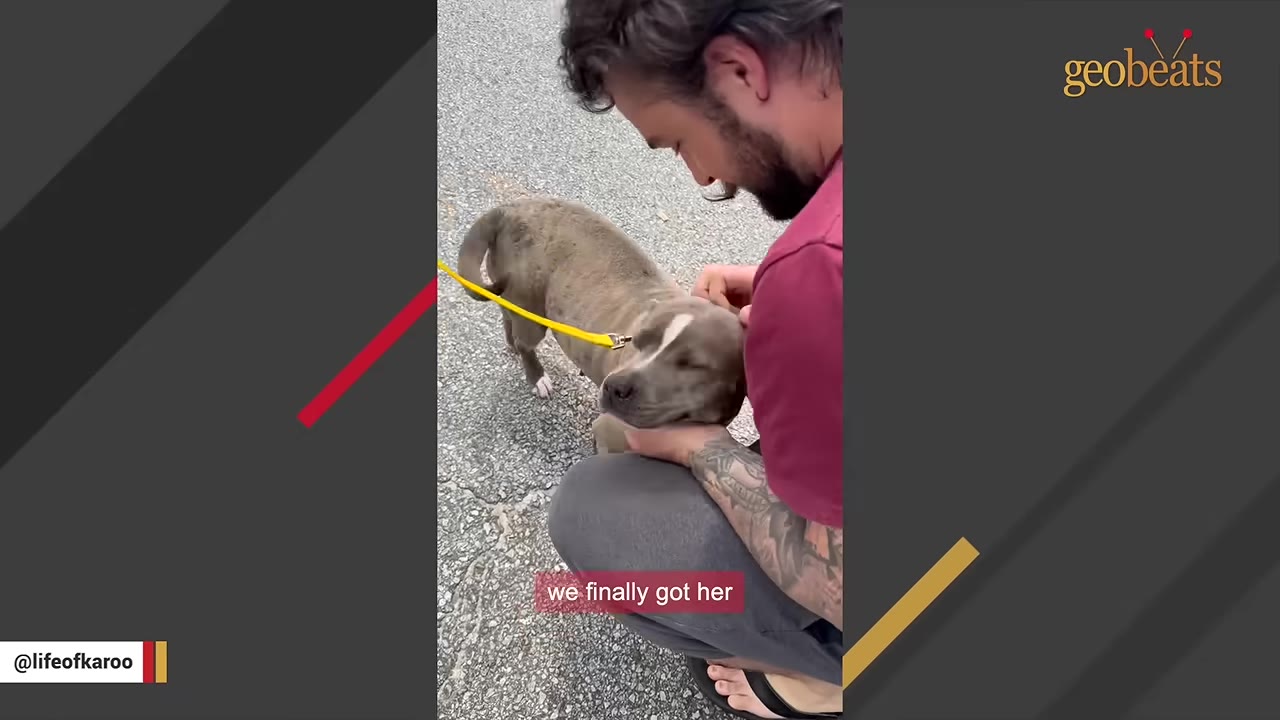A man kneeling down on the pavement, gently cradling and petting a grey dog with a white patch on its head.